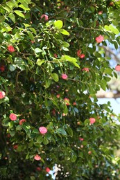 Photo of Beautiful green tree with blooming flowers outdoors