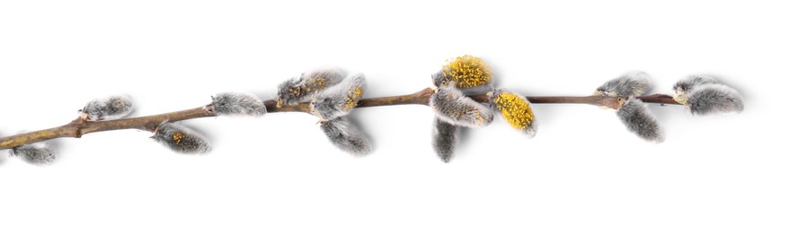 Photo of Beautiful blooming willow branch isolated on white, top view