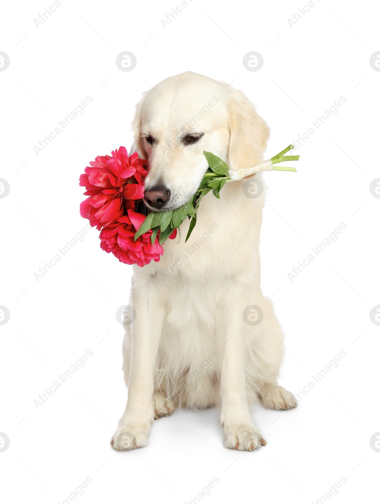 Photo of Cute Labrador Retriever with beautiful peony flowers on white background