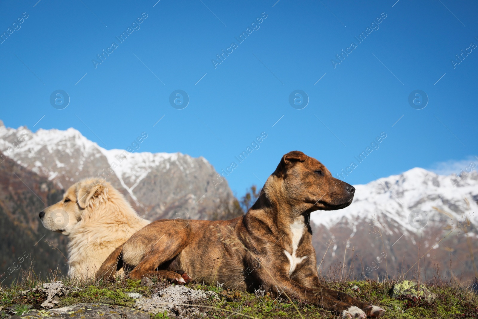 Photo of Adorable dogs in mountains on sunny day