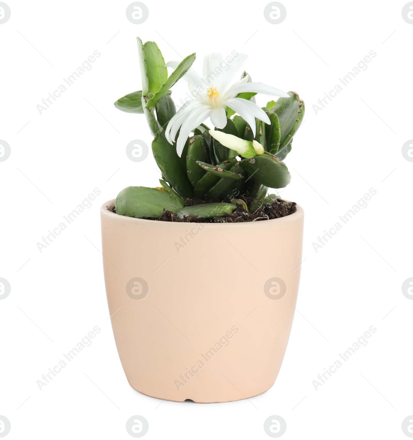 Photo of Beautiful blooming Schlumbergera (Christmas or Thanksgiving cactus) isolated on white