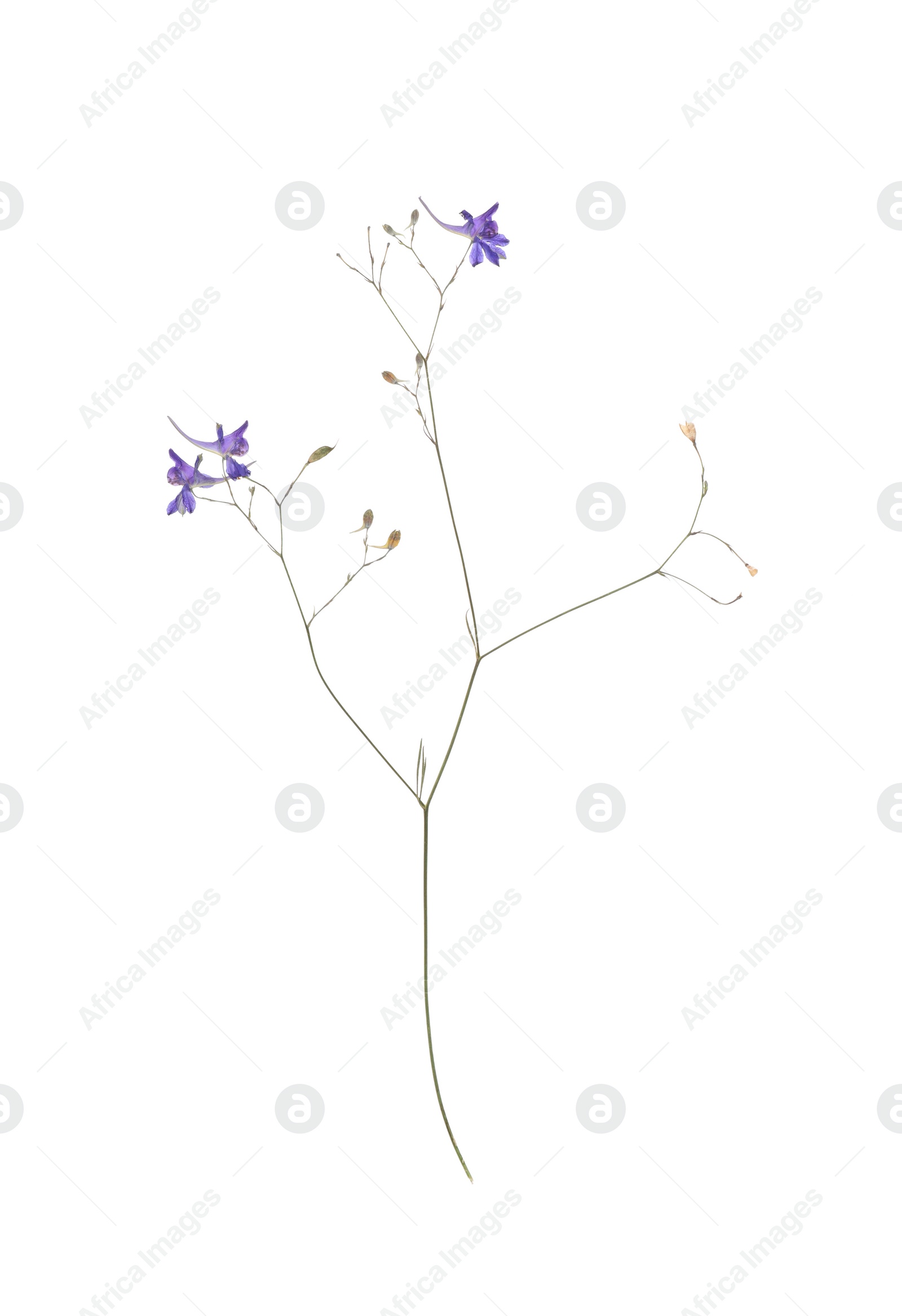 Photo of Dried meadow flowers on white background, top view