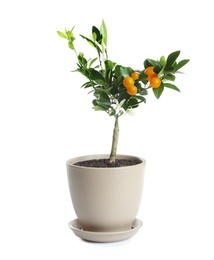 Bonsai tree with flowers and citrus fruits in pot on white background. Plant for home