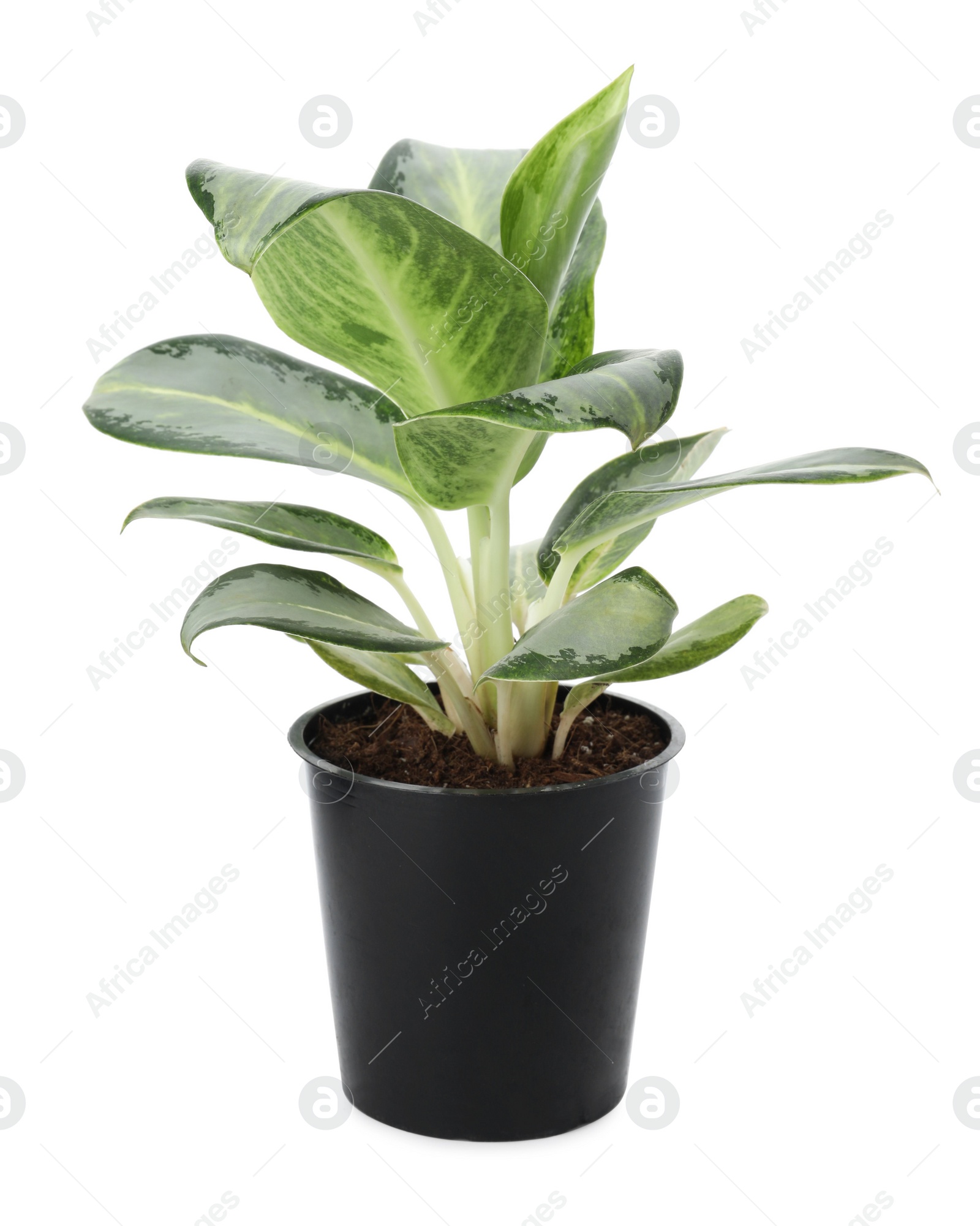 Photo of Beautiful Aglaonema plant in flowerpot isolated on white. House decor