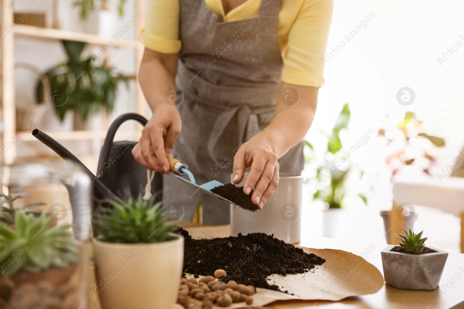 Photo of Woman potting plant at home, closeup. Engaging hobby