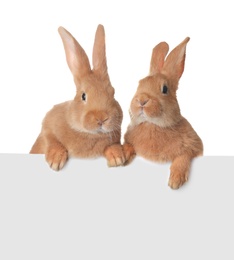 Photo of Cute bunnies isolated on white. Easter symbol