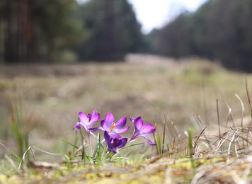 Photo of Fresh purple crocus flowers growing in spring field