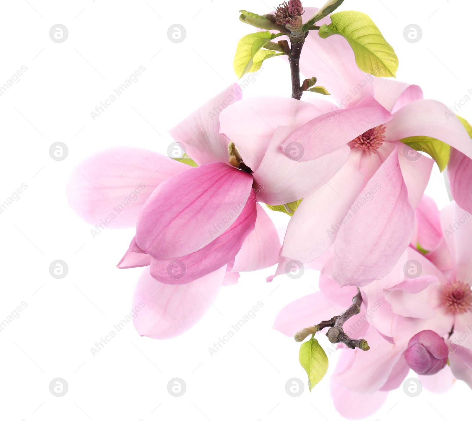 Photo of Beautiful pink magnolia flowers isolated on white