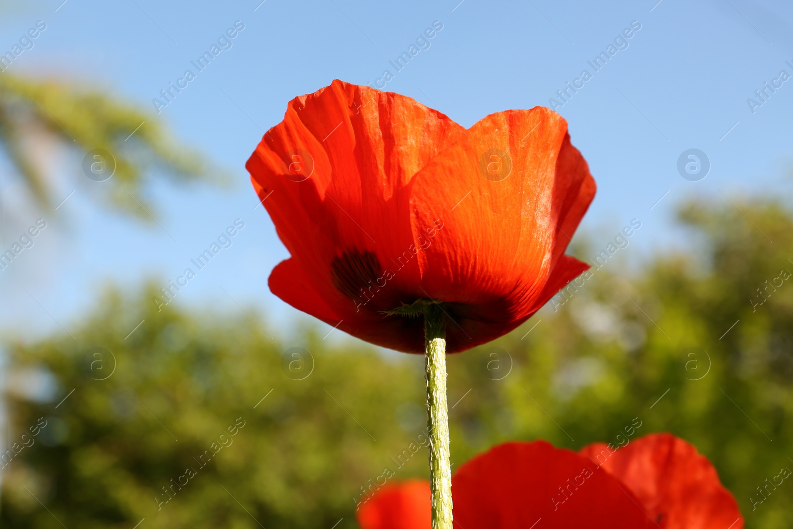 Photo of Beautiful red poppy flower outdoors on sunny day, closeup