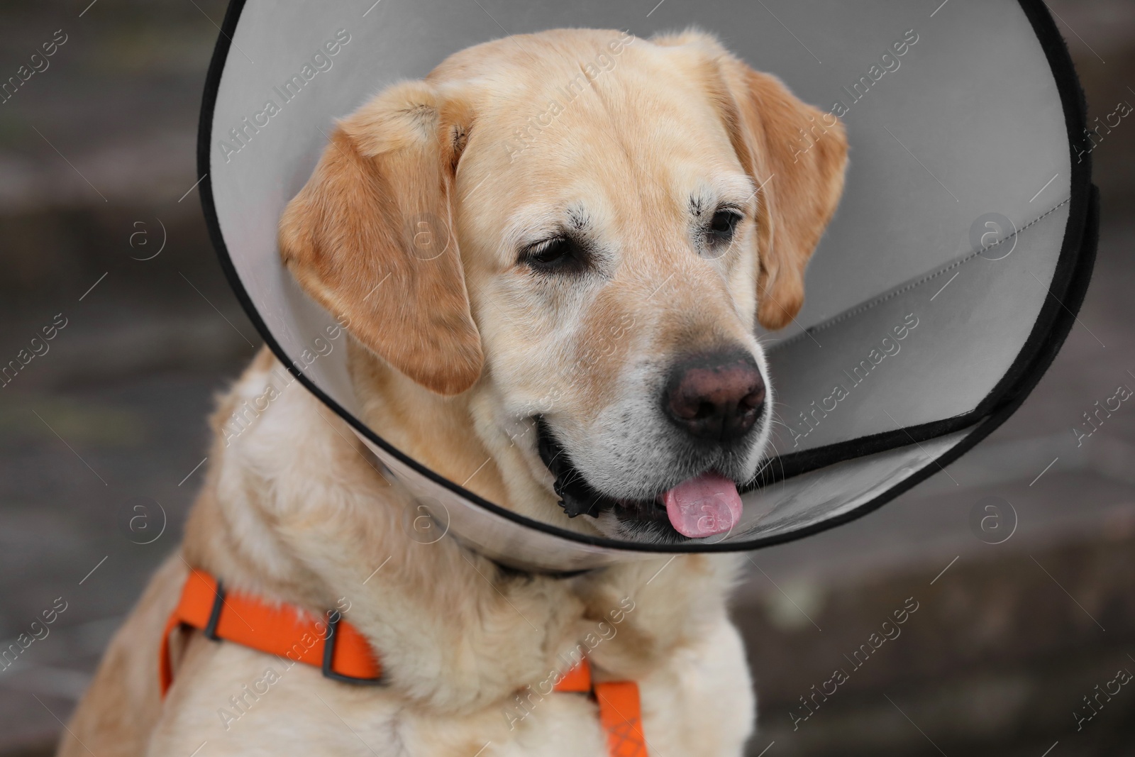 Photo of Adorable Labrador Retriever dog wearing Elizabethan collar outdoors, closeup