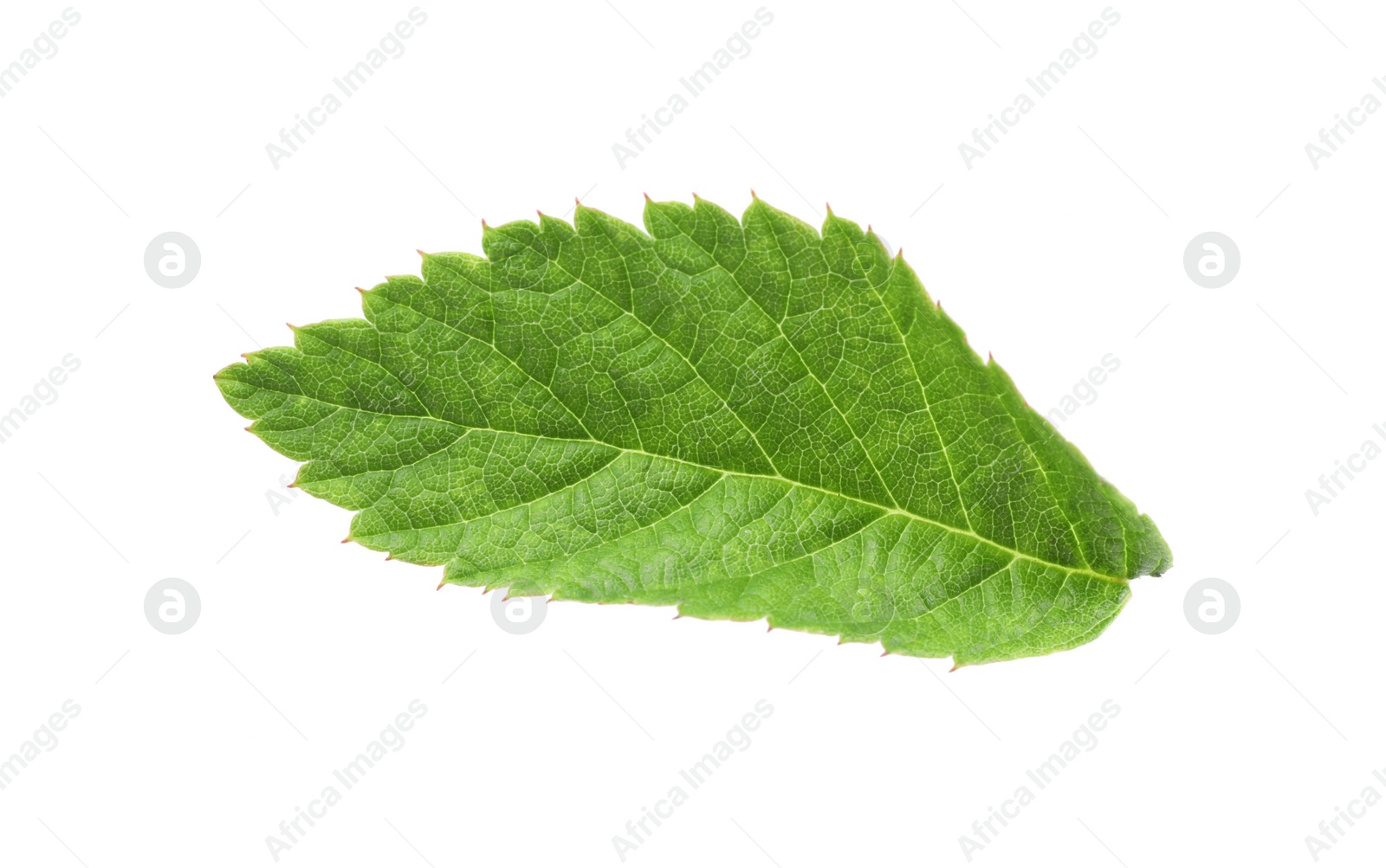 Photo of One green raspberry leaf isolated on white