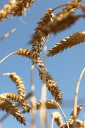 Ears of wheat against blue sky, closeup