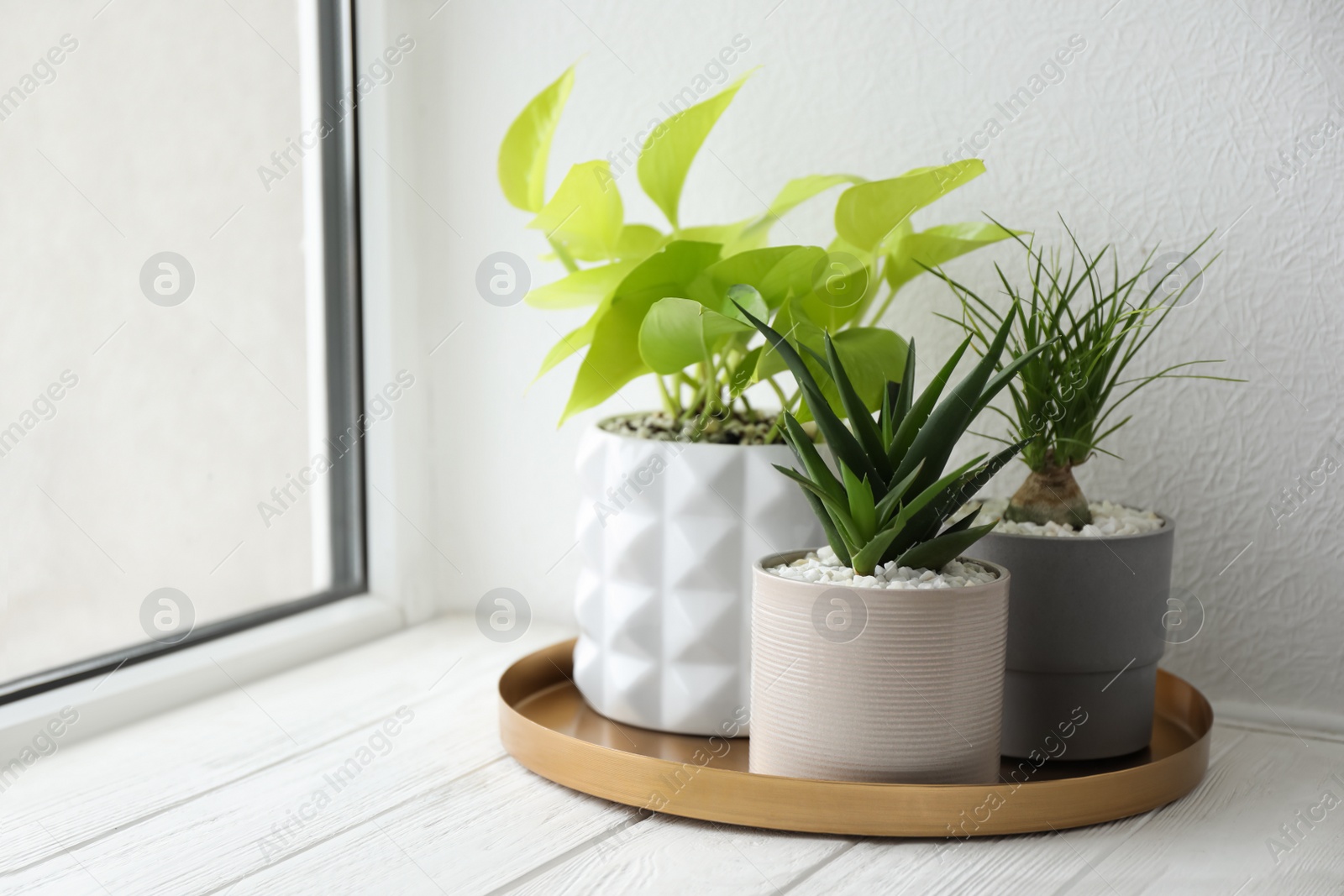 Photo of Beautiful Aloe with Nolina and Scindapsus in pots on white wooden windowsill, space for text. Different house plants