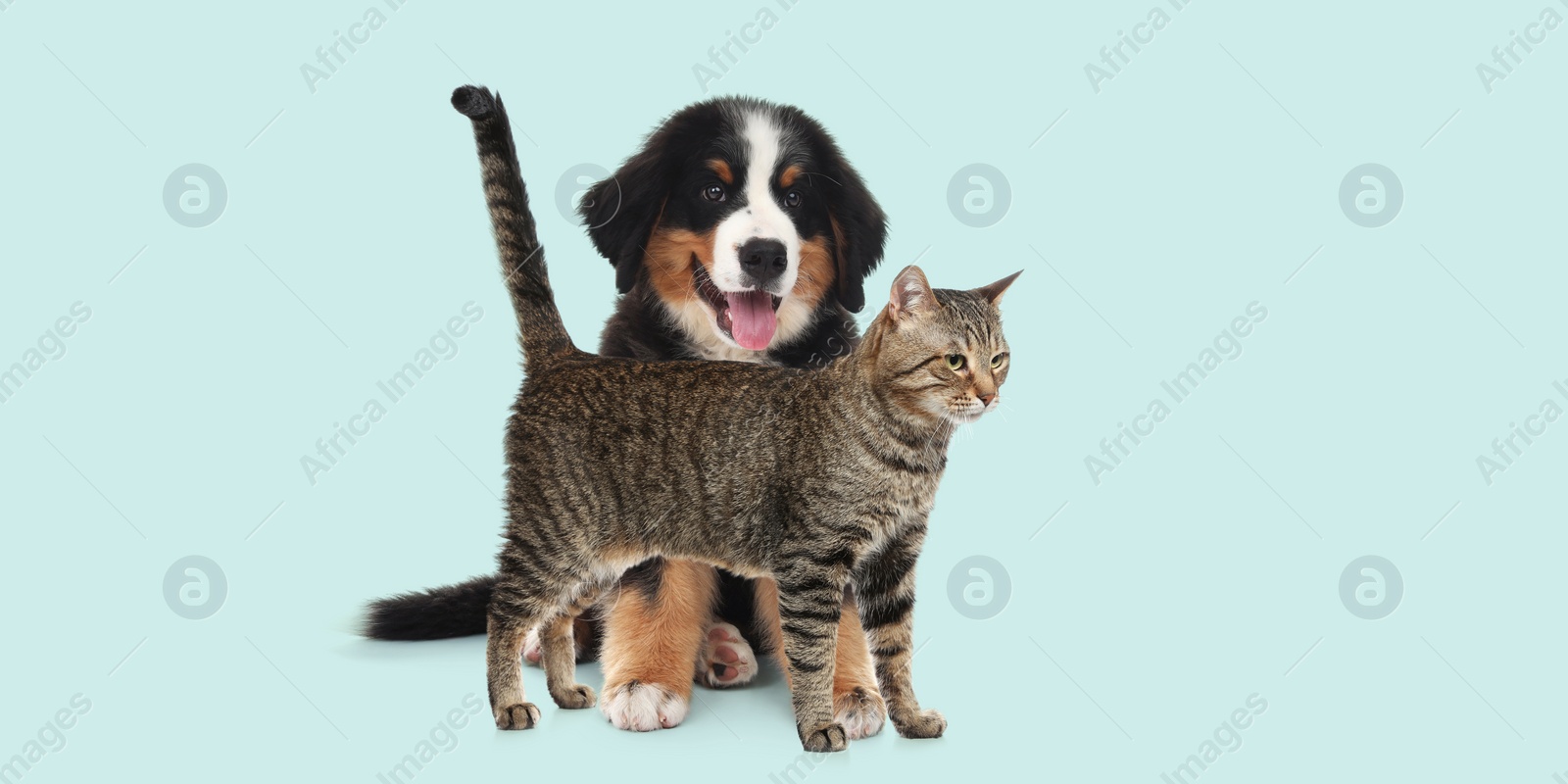 Image of Happy pets. Cute tabby cat standing near Bernese Mountain Dog puppy on pale light blue background, banner design