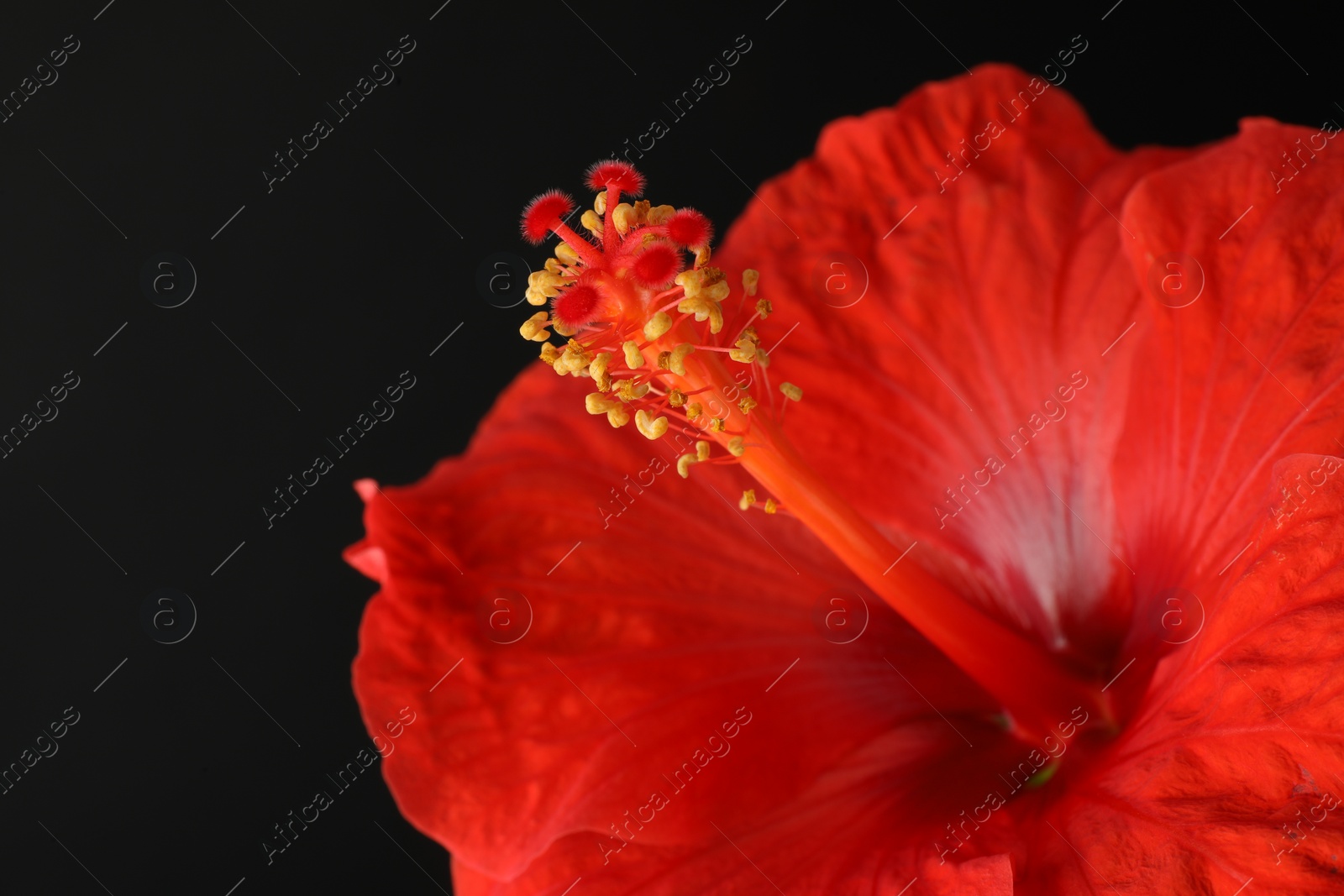 Photo of Beautiful red hibiscus flower on black background, closeup. Space for text