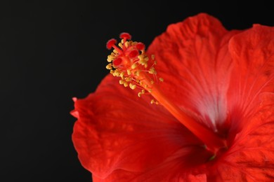 Beautiful red hibiscus flower on black background, closeup. Space for text