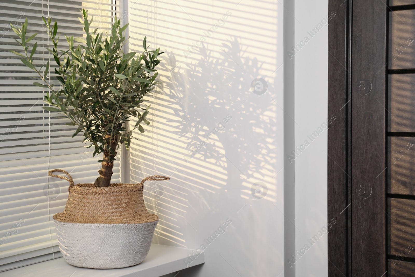 Photo of Beautiful young potted olive tree on windowsill. Interior element