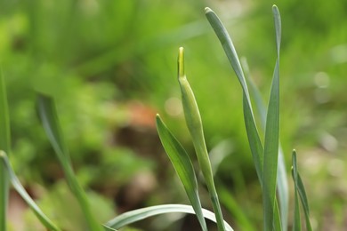 Photo of Daffodil plants growing in garden, closeup. Spring flowers