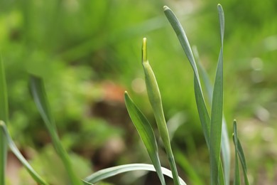 Daffodil plants growing in garden, closeup. Spring flowers