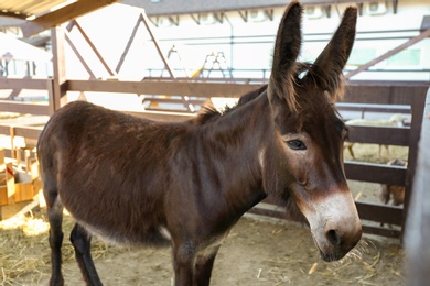 Photo of Cute funny donkey on farm. Animal husbandry