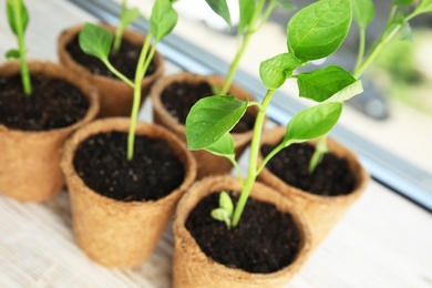 Vegetable seedlings in peat pots on window sill indoors, closeup