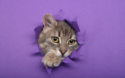Photo of Cute cat looking through hole in purple paper