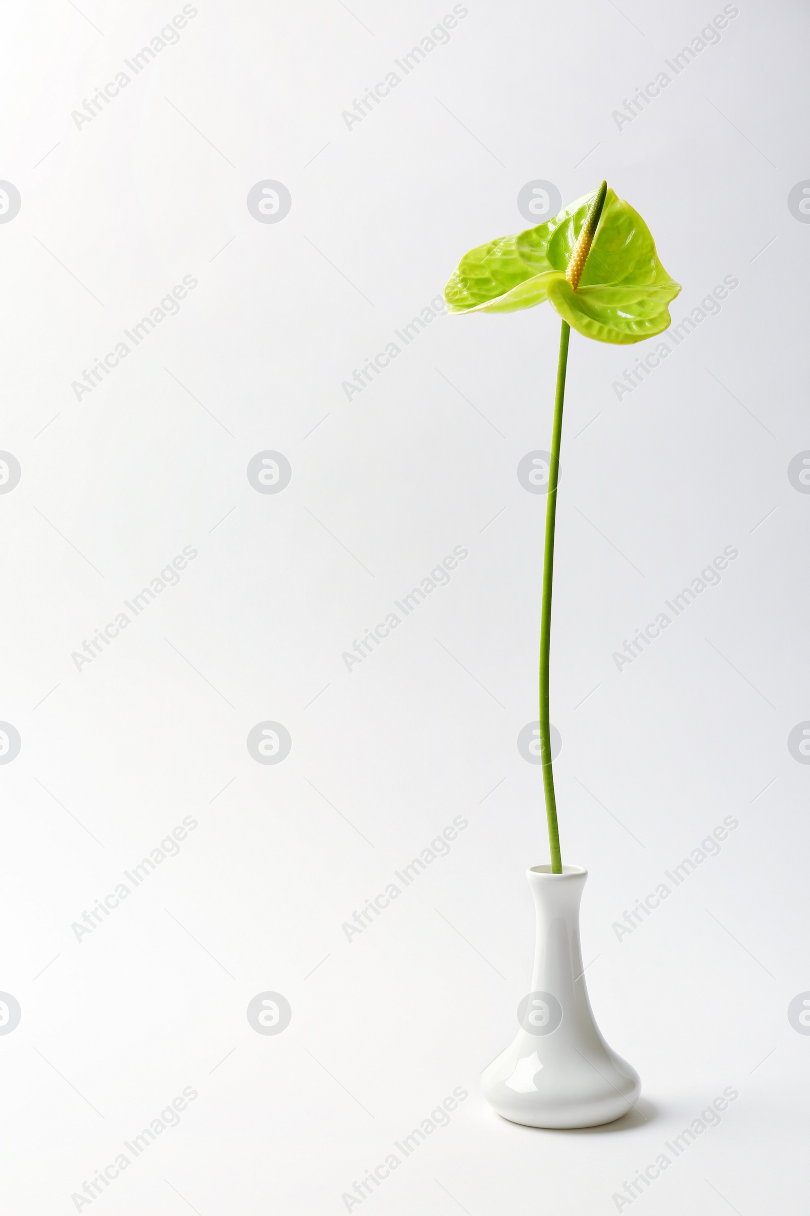 Photo of Beautiful green anthurium flower in vase on white background. Tropical plant