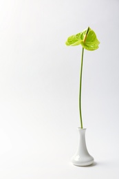 Beautiful green anthurium flower in vase on white background. Tropical plant