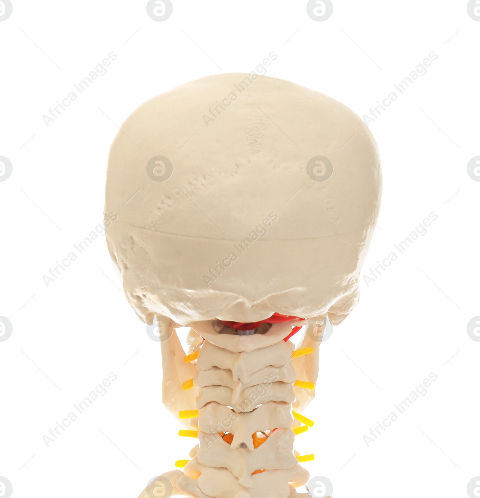 Photo of Artificial human skeleton model isolated on white, closeup