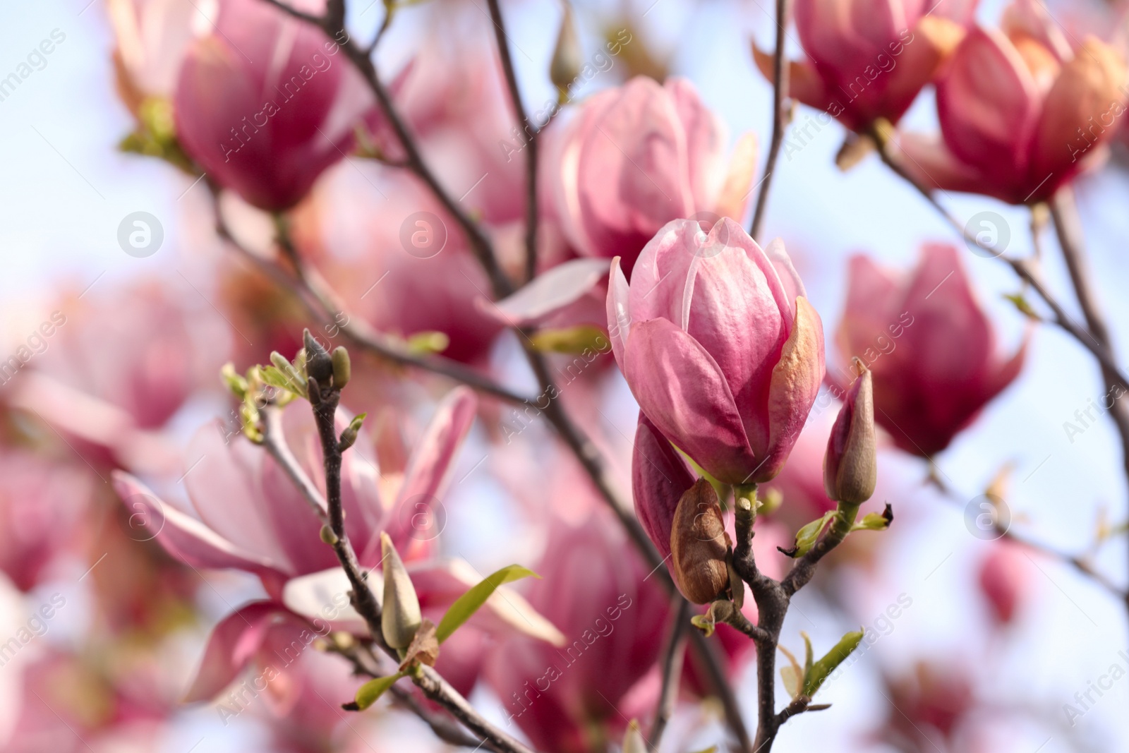 Photo of Beautiful magnolia tree with pink blossom outdoors, closeup. Spring season