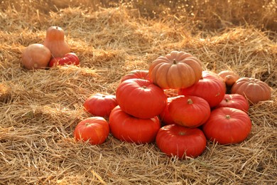 Ripe orange pumpkins among straw in field