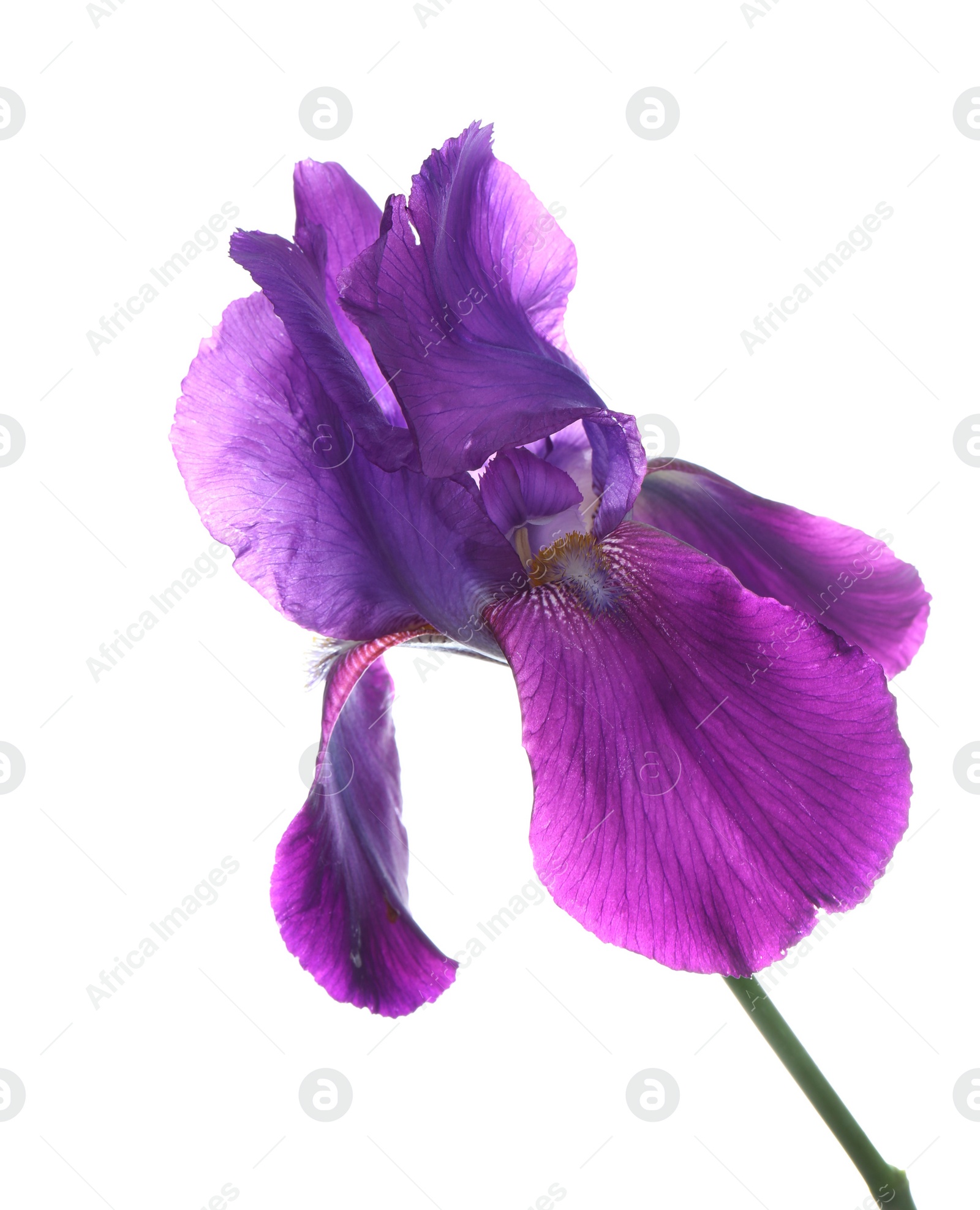 Photo of Beautiful iris isolated on white. Spring flower