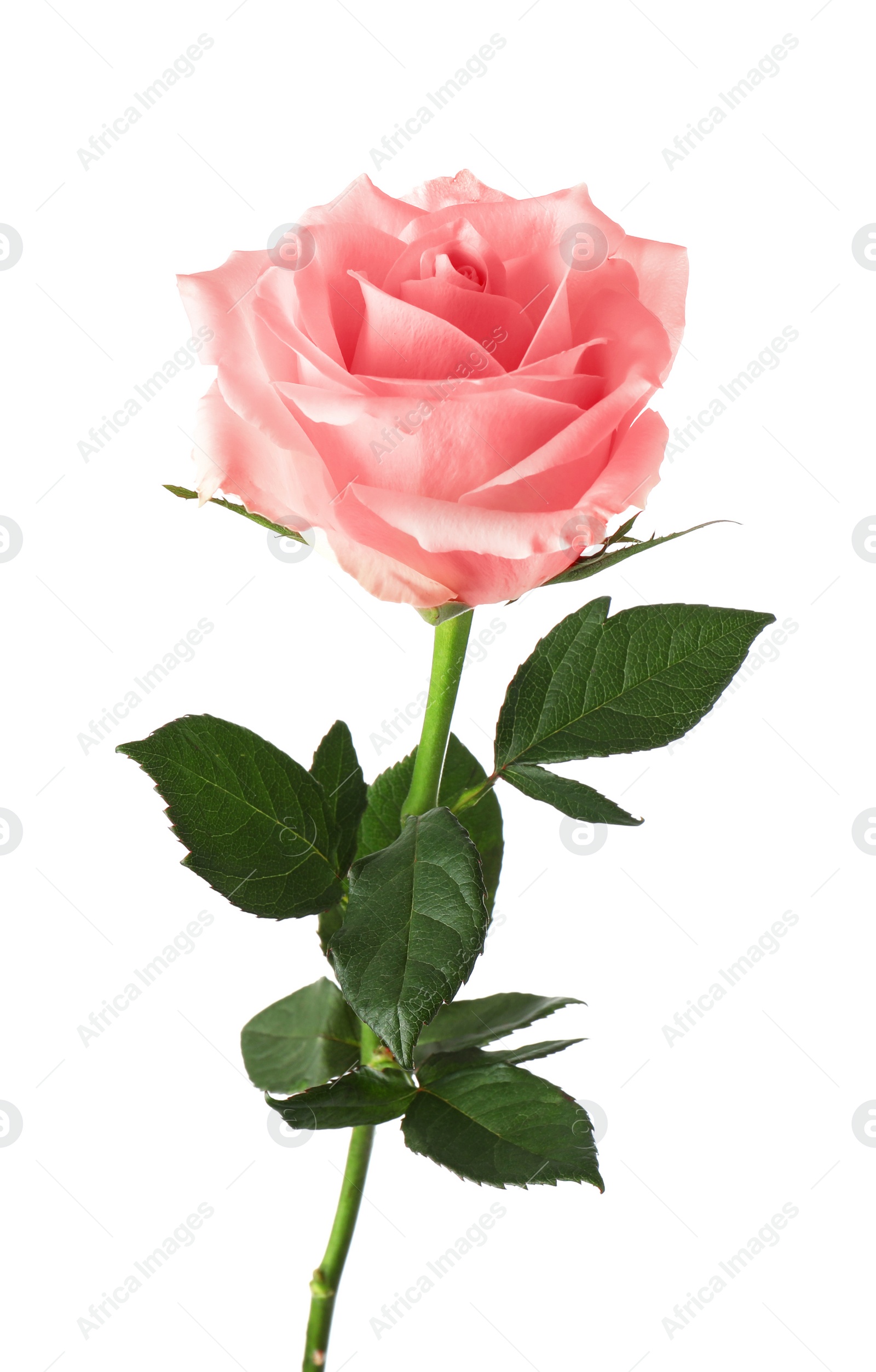 Photo of Beautiful blooming rose flower on white background