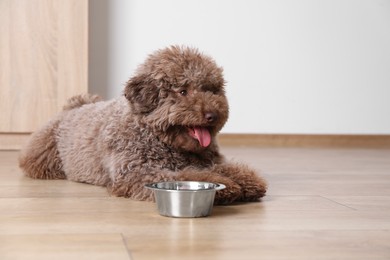 Cute Toy Poodle dog near feeding bowl indoors, space for text
