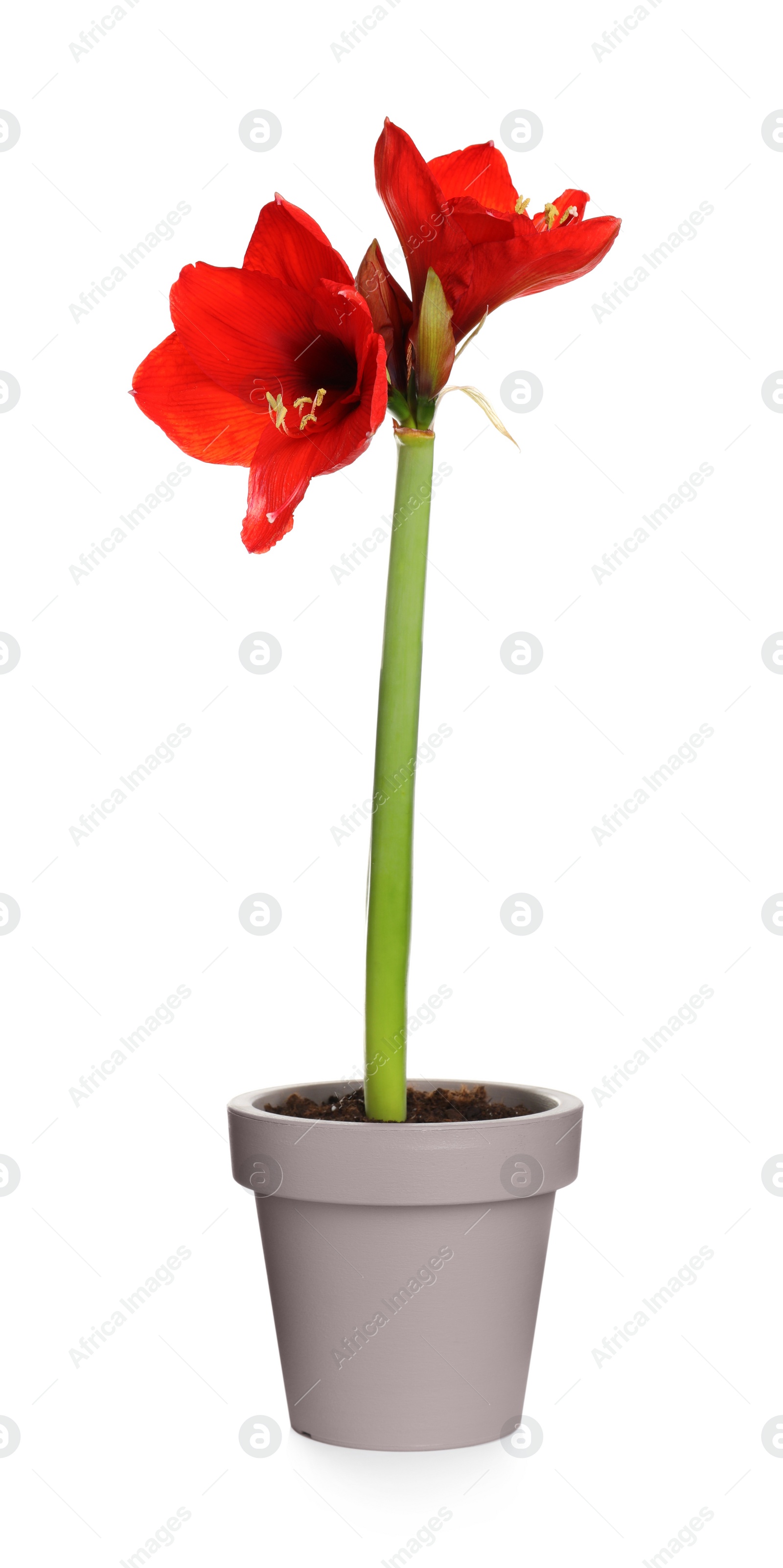 Photo of Beautiful red amaryllis flower isolated on white