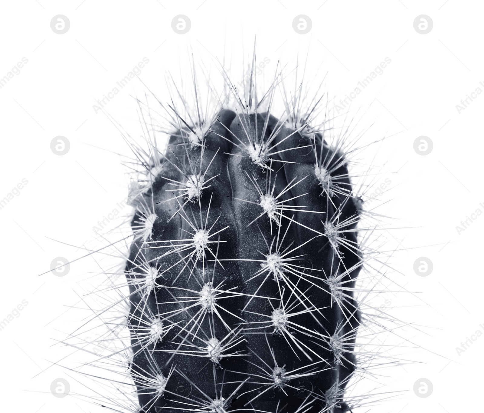 Image of Beautiful cactus on white background. Color toned