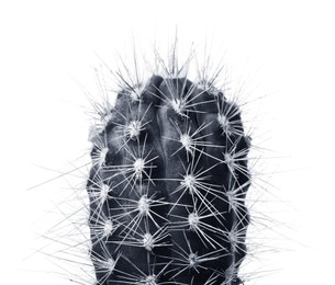 Beautiful cactus on white background. Color toned