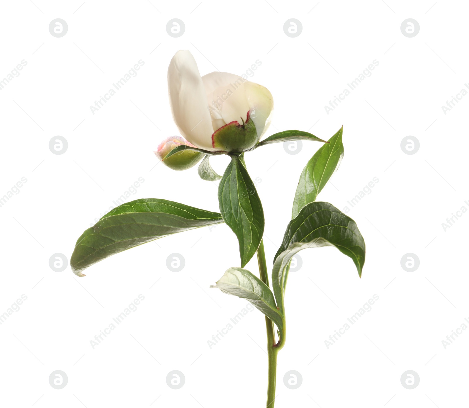 Photo of Fragrant peony on white background. Beautiful spring flower