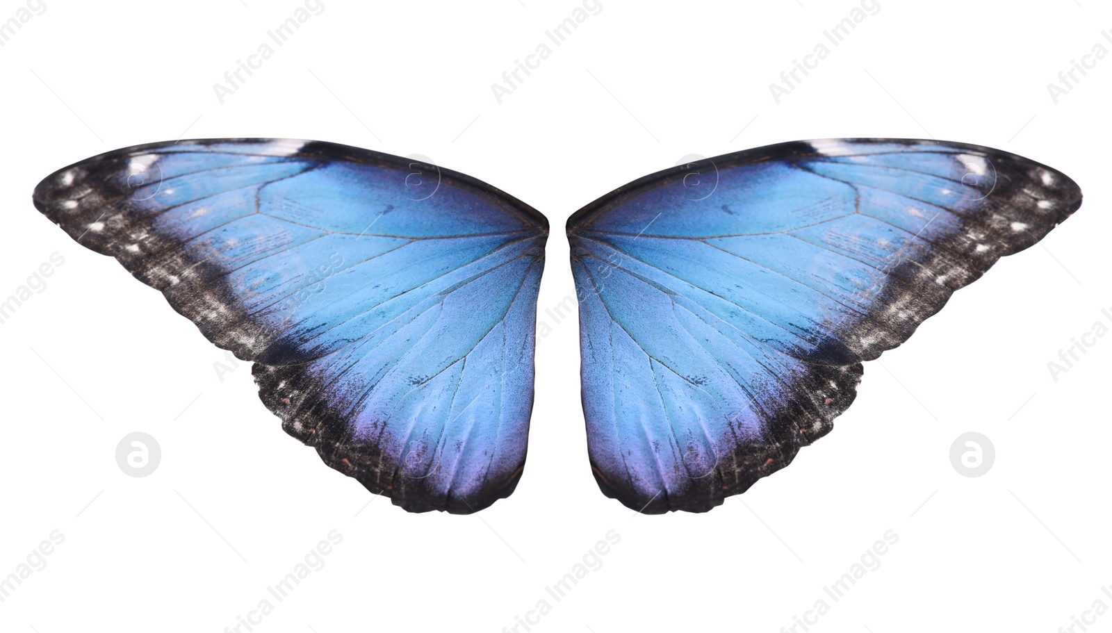 Image of Beautiful morpho butterfly wings on white background