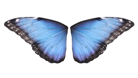 Beautiful morpho butterfly wings on white background