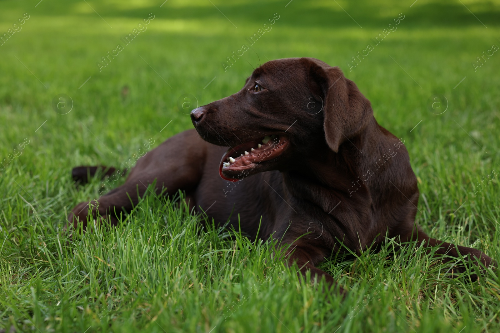 Photo of Adorable Labrador Retriever dog lying on green grass in park