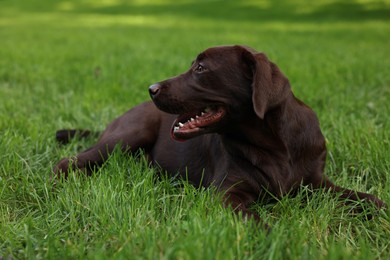 Adorable Labrador Retriever dog lying on green grass in park