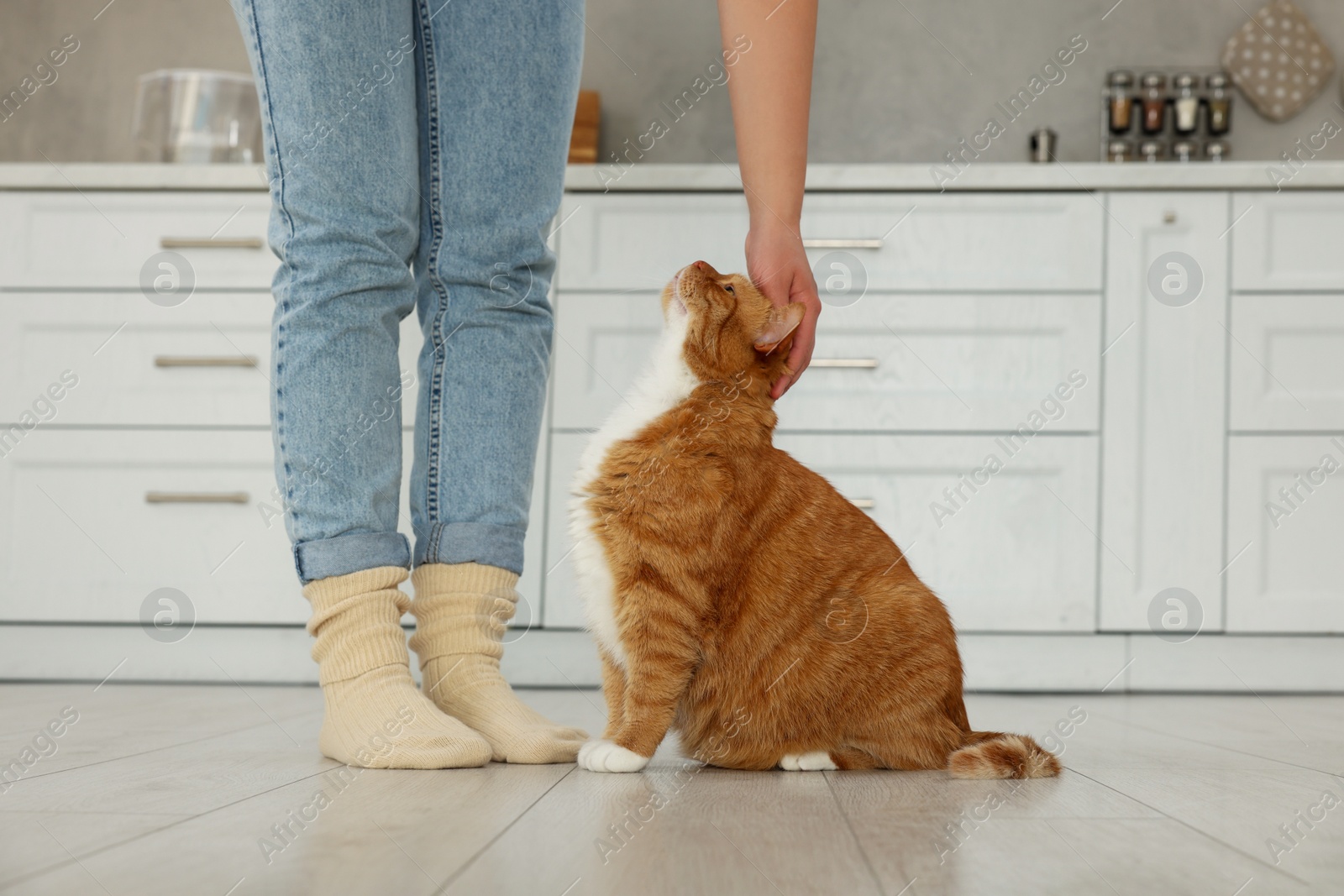 Photo of Woman petting cute cat in kitchen at home, closeup