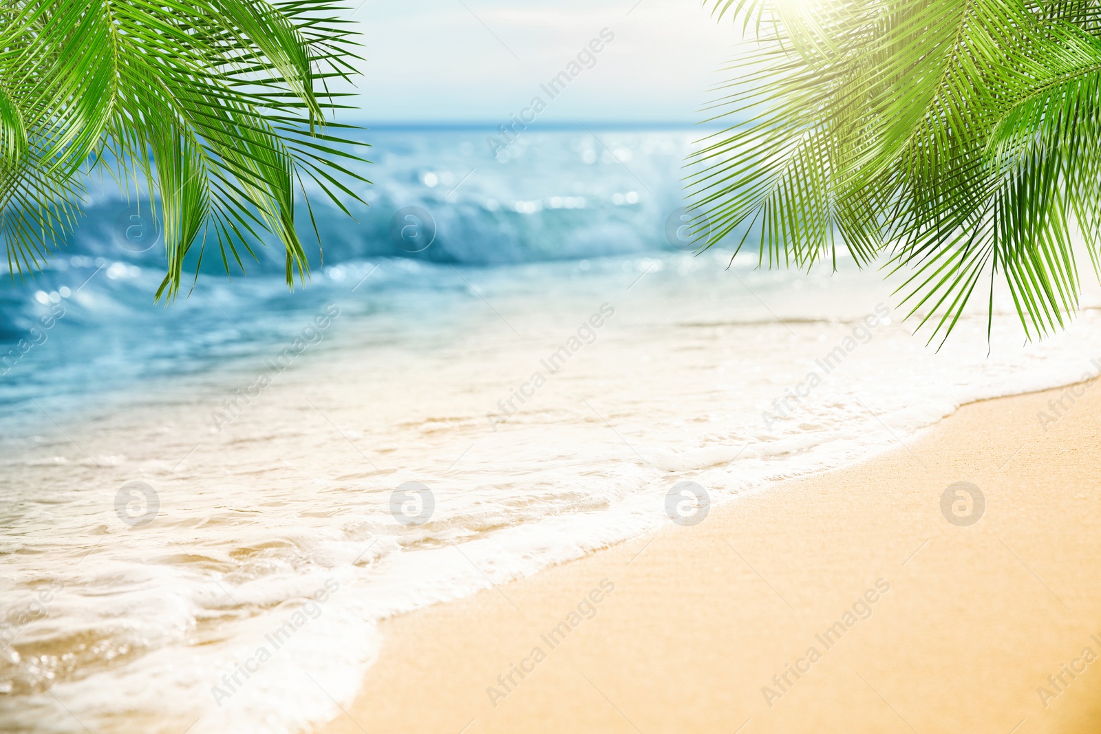 Image of Sandy beach with palms near ocean on sunny day