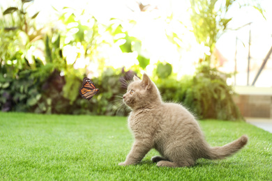 Image of Scottish straight cat playing with butterfly on green grass