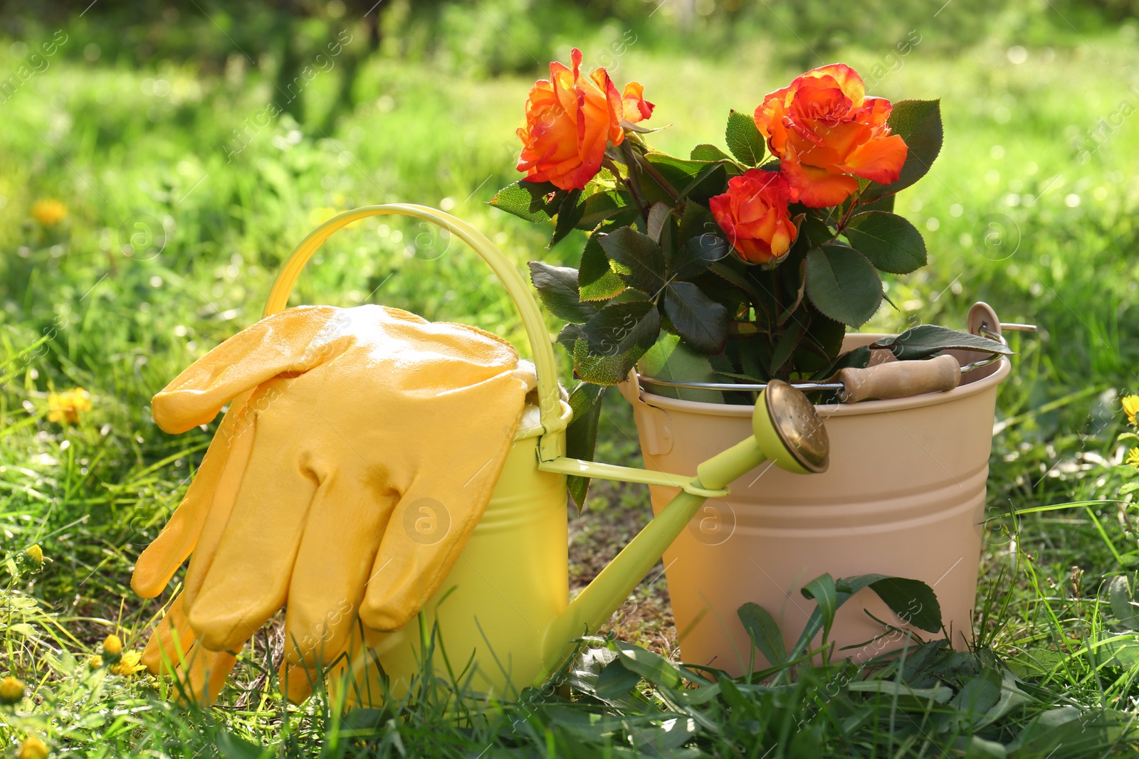 Photo of Watering can, gloves and bucket with blooming rose bush on grass outdoors