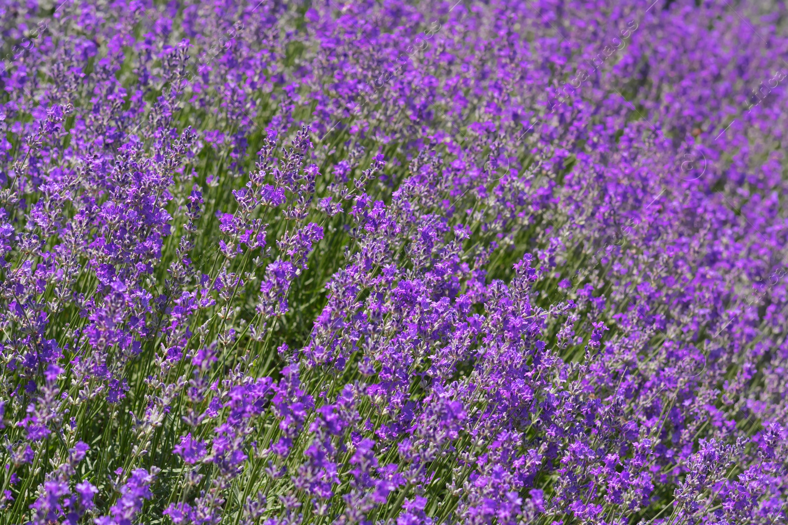 Photo of Beautiful blooming lavender in field, closeup view