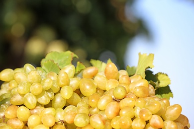 Photo of Fresh ripe juicy grapes on blurred background