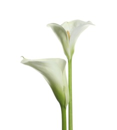 Photo of Beautiful calla lily flowers on white background