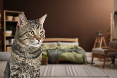 Beautiful tabby cat in bedroom, space for text. Pet friendly hotel
